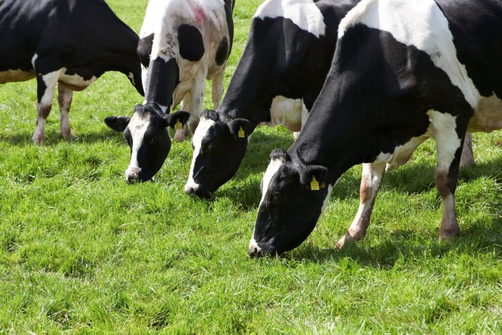Moo